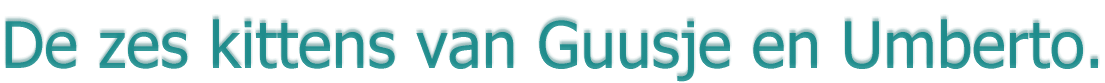 De zes kittens van Guusje en Umberto.